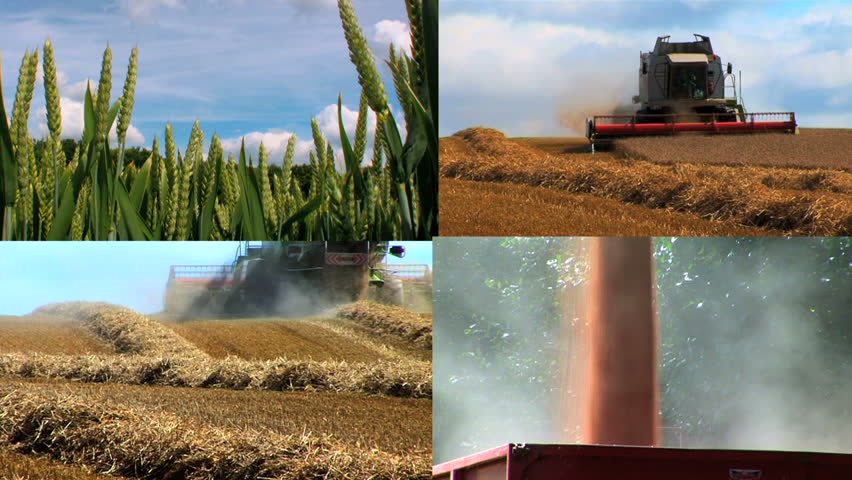 Images of ripe wheat being harvested by a combine harvester