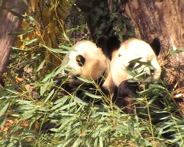 two panda bears eating bamboo