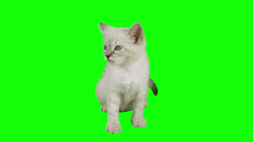 Cat Sitting Green Screen (HD)  Siamese one month old kitten shot against green screen in a sitting position. Use your favorite green screen knock application and use anywhere.
