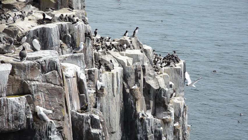 Guillemots and kittiwakes nesting colony - Farne islands, UK.