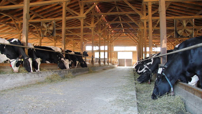 Cows on Farm, milk production