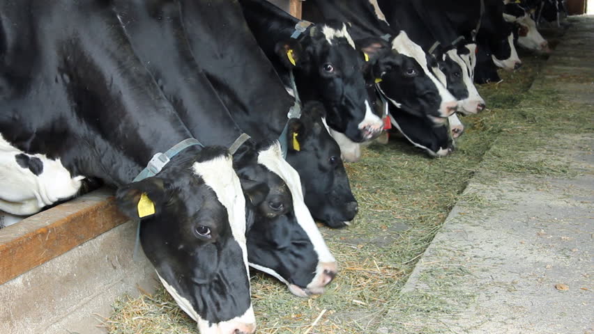 Cows on Farm, milk production