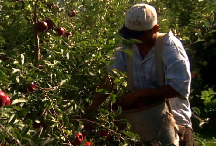 Farm worker picks apples