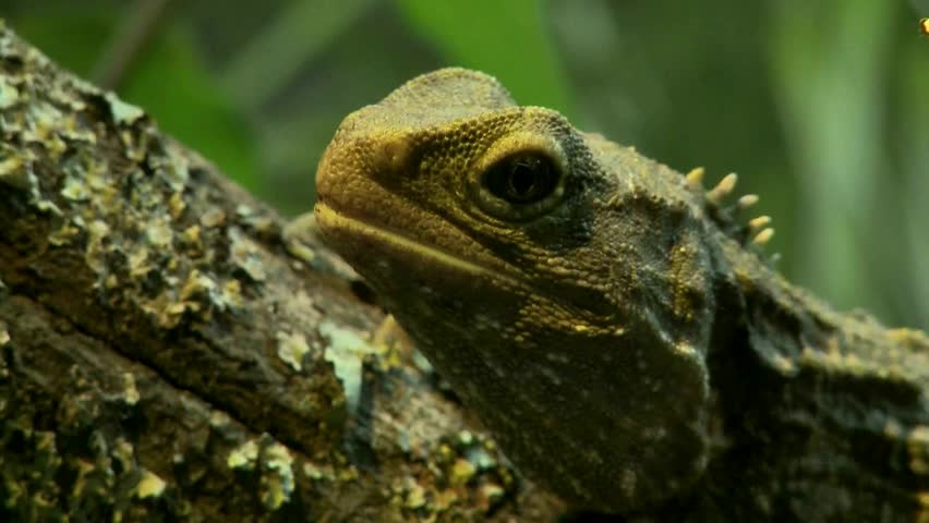 Close up a Tuatara showing its skin textures. Tuataraâs are an endangered species of lizard living in New Zealand