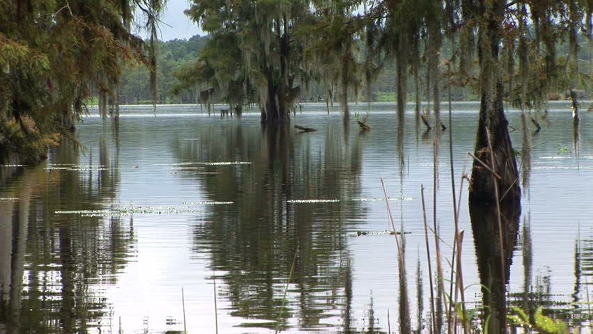 Cypress trees and other foliage mirrored in the waters of a large swamp
