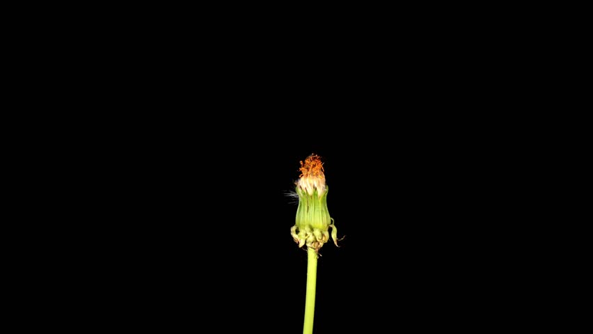 Time-lapse Of Growing And Opening Dandelion (Taraxacum)
