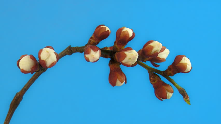 Timelapse blooming cherry branch