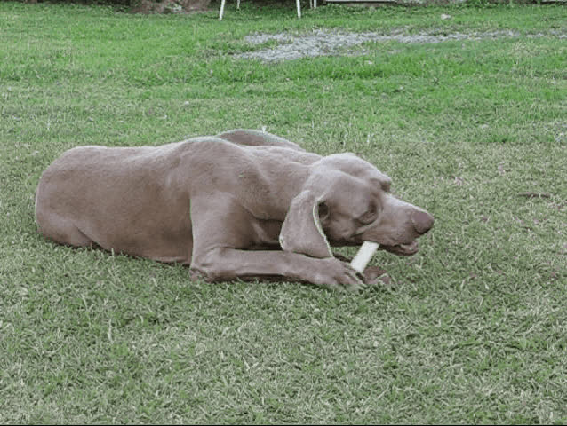 Weimaraner Chewing on a Bone