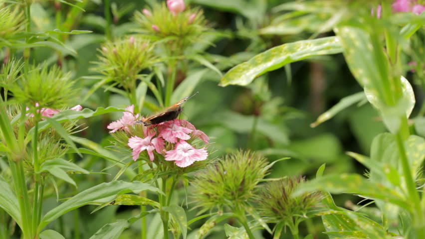 sucking nectar proboscis