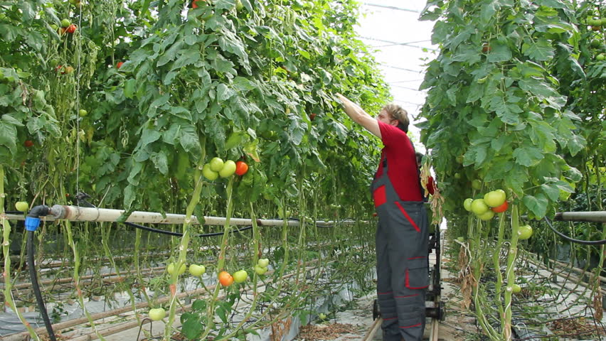 Farmers picking tomato in a greenhouse