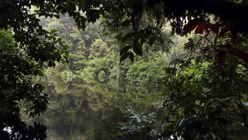 Drifting through an Amazonian oxbow lake. An old bend of the rio Tiputini in the Ecuadorian Amazon cut off from the main river.