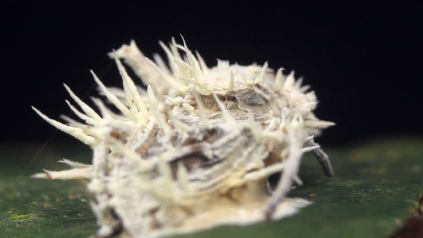 Cordyceps fungus infecting a fly. In rainforest, Ecuador