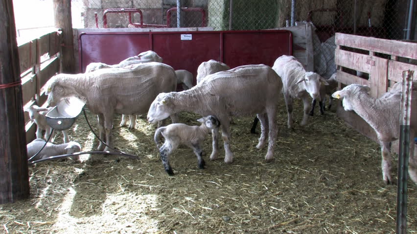 Newborn lambs with the ewe. Feeding of mother. Close up of lambs and sheep. Three lambs feeding. Central Utah.