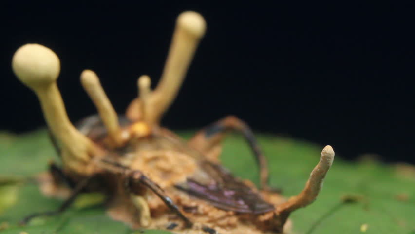 Cordyceps fungus infecting a fly. In rainforest, Ecuador