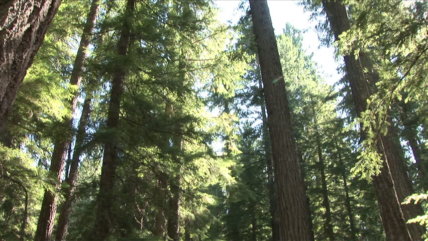Close view of trees in Oregon Pacific Northwest United States