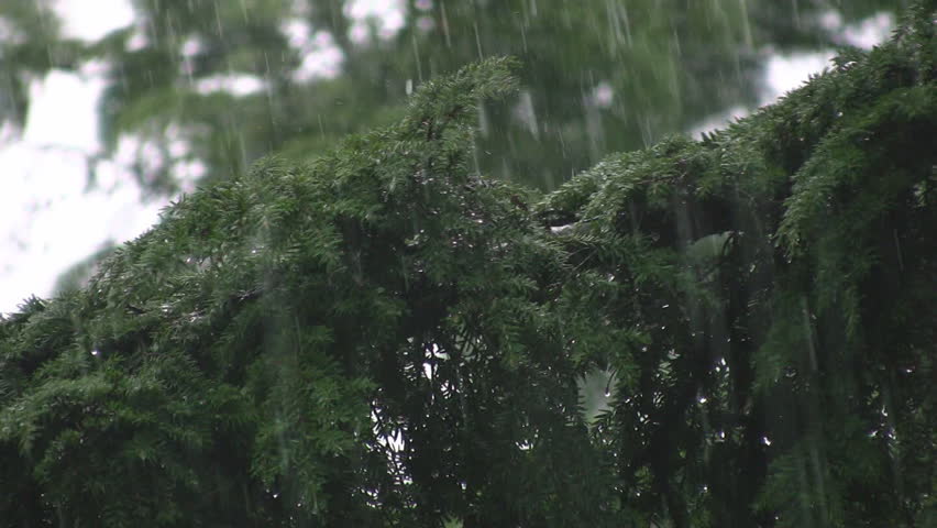 A very heavy rain falls on the branches of an evergreen tree. Great sound!