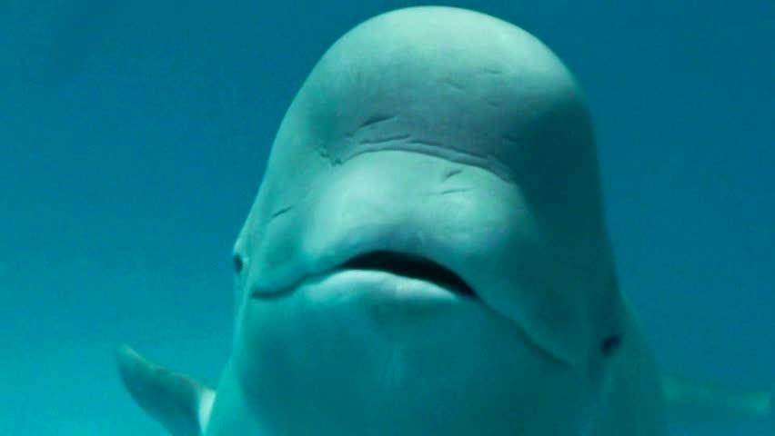 Beautiful wild white whale swims under water