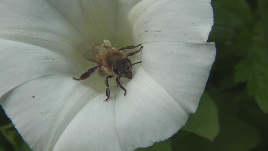 Bee Pollinating a Flower, Macro