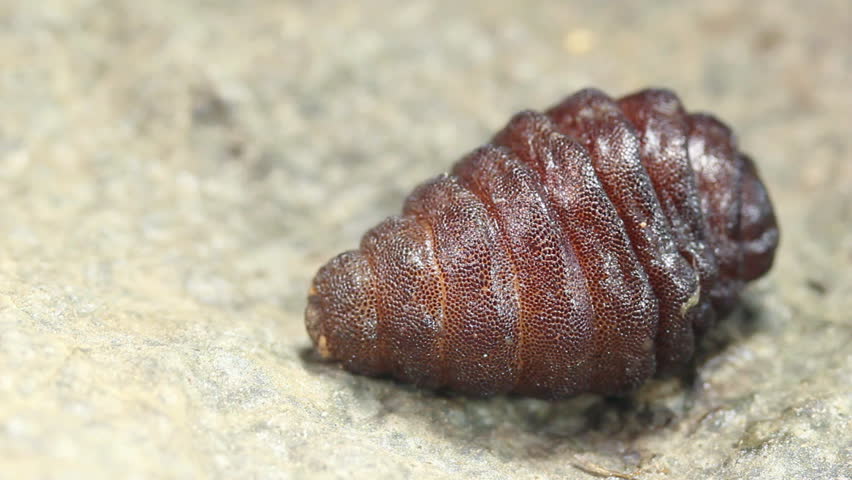 Larva of a rodent bot fly (Cuterebra sp.). A parasite of rodents, though can sometimes infect humans