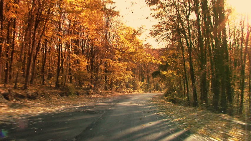 Fall in the forest. Steady footage shot from the car with grad sunset filter./Fall in motion