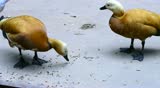 Lesser Whistling Duck, Indian Whistling Duck