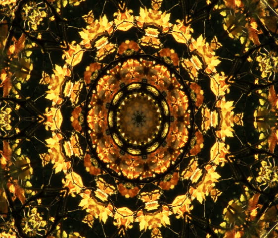 Autumn Gold - A pulsing kaleidoscope of fall foliage.