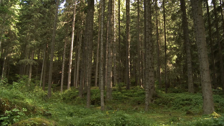Stream water in coniferous forest tilt camera movement