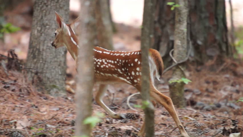 Whitetail Deer fawn in June