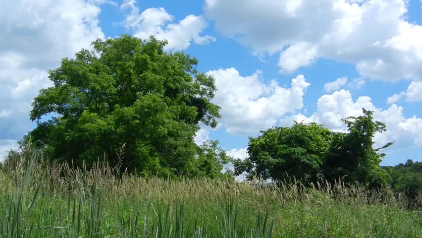park in summer