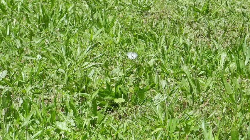 white butterfly