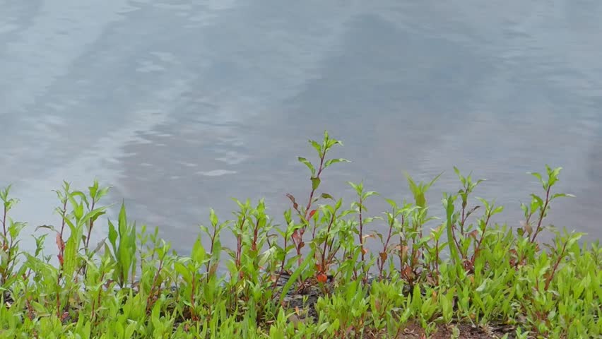 plant in the lake
