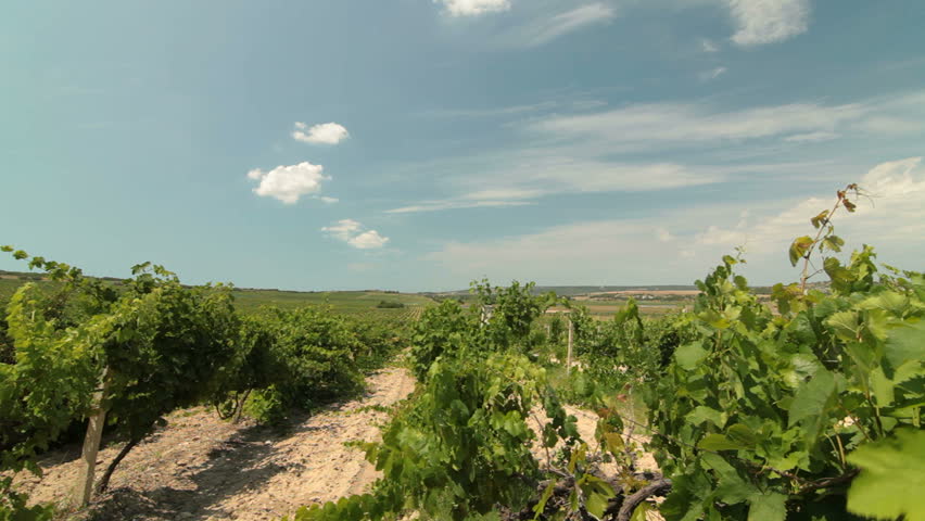 DOLLY:  Vineyard