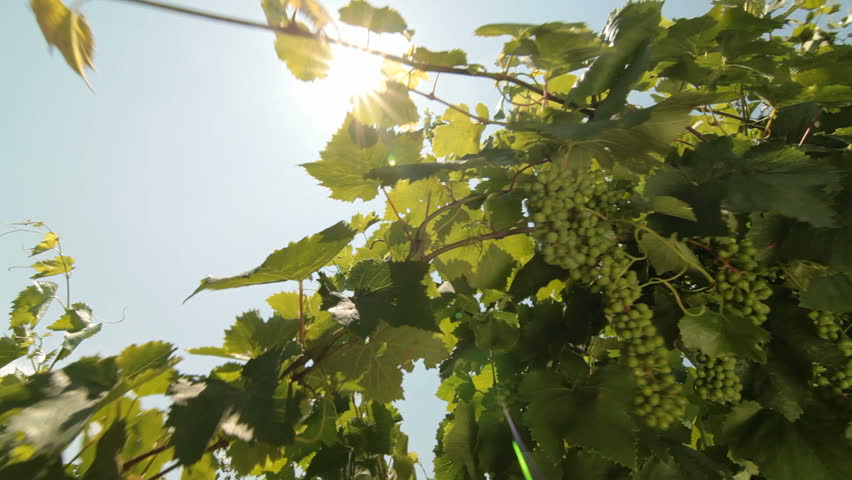 Green Unripe Grapes on the Vine Against the Sun. Ukraine, Crimea, Inkerman