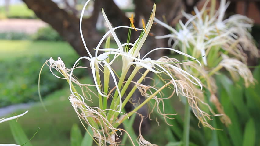 Wilted flowers in gardens.
