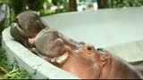 Hippopotamus take a meal