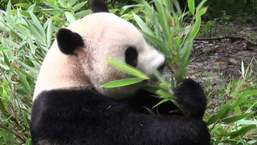Panda eating bamboo
