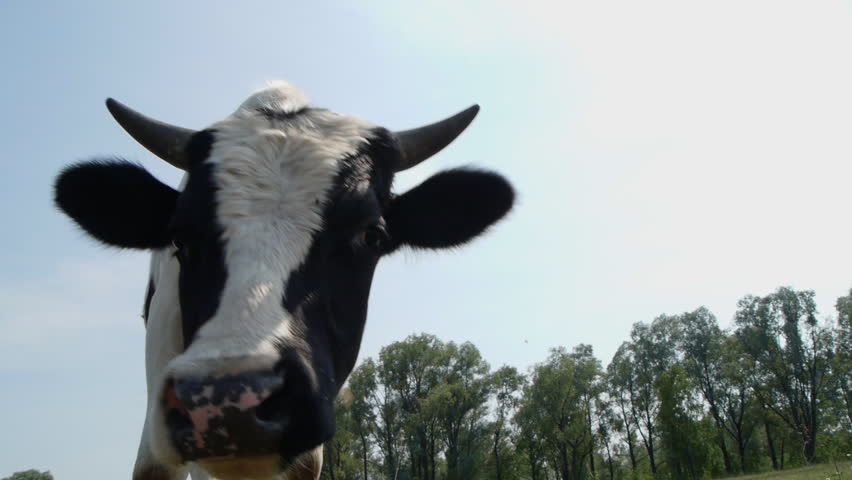 cow in the pasture
