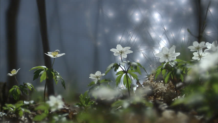 Wood anemones by the sea