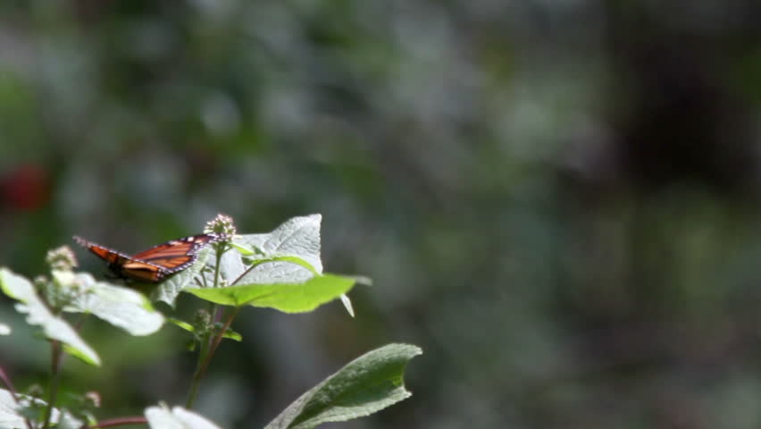 the amazing monarch butterfly sanctuary in mexico, where millions of butterflies return to each year from the USA and canada