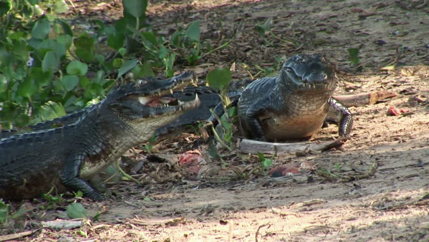 Brazil: Fauna of Amazon river region - crocodile
