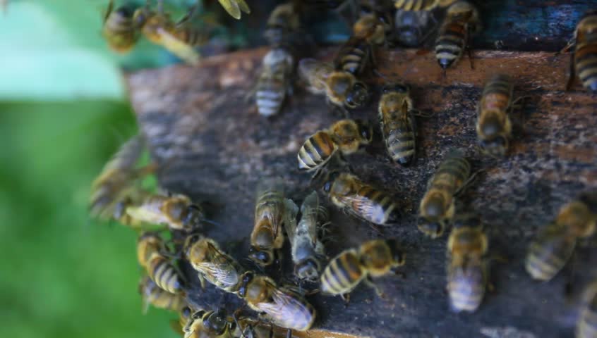 Wooden beehives and bees