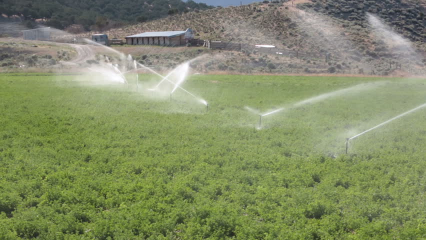 Farm crop sprinkler irrigation fast timelapse. Farm irrigation sprinklers in green field. Time lapse, fast motion.  Green hay or alfalfa agriculture field. Early summer. Farm property of Don Despain.