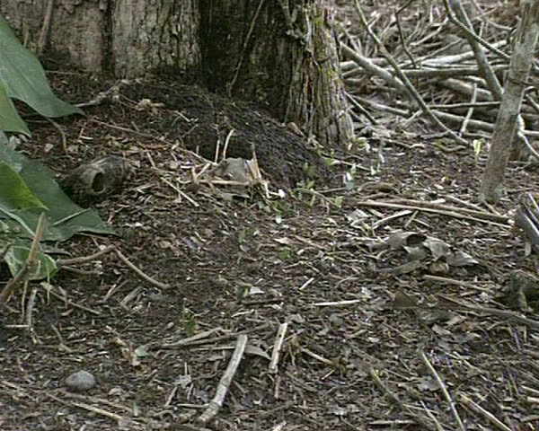 Ants carry large green tree leaves. Natural amazing wild life