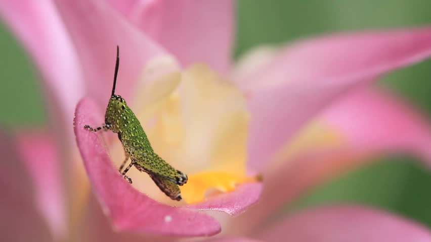grasshoper on siam tulip