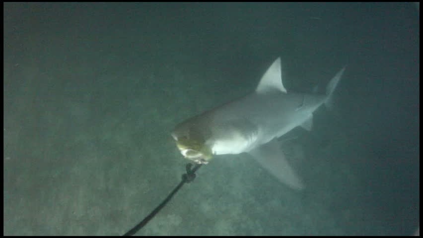 Killer Bull Shark Feeding