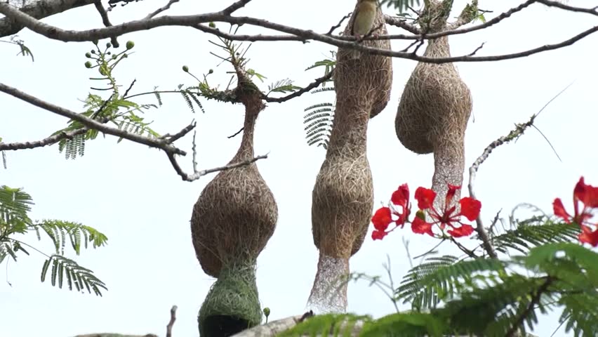 asian golden weaver nest on tree