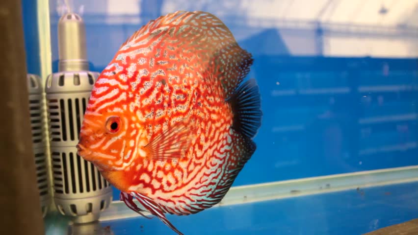 a Red Stripe Pigeon Blood Discus