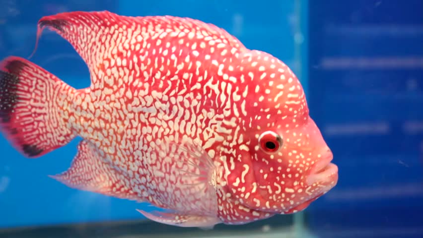 a Red Stripe Pigeon Blood Discus