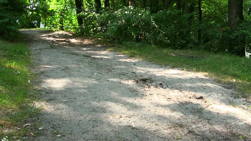 Wood footpath and surrounding leaves