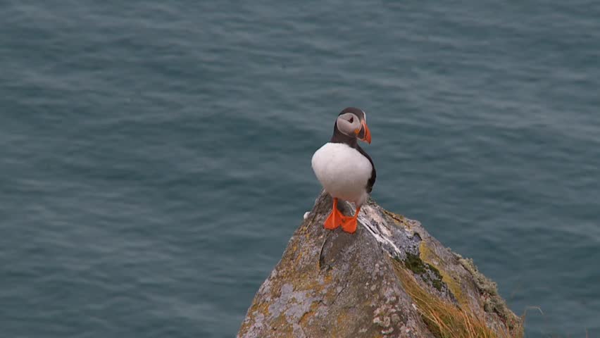 puffin